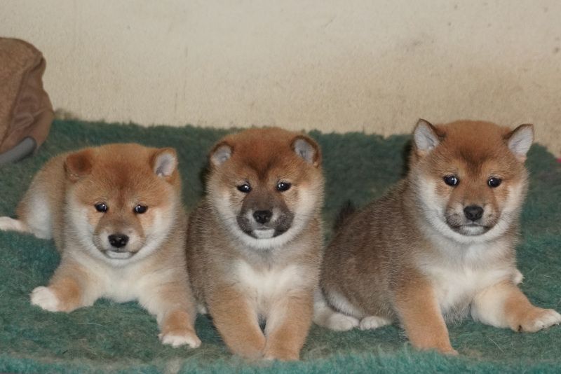 chiot Shiba Go Aokigahara Jukaisou