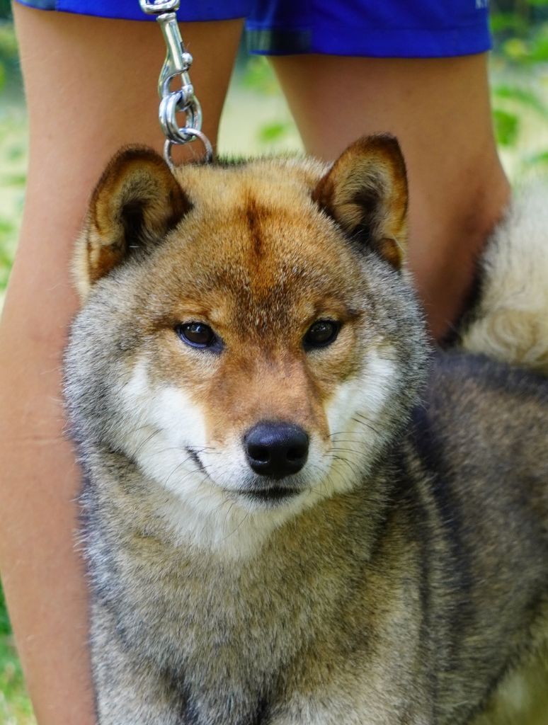 T'momoakanosuri Kitsune No Tani Kensha
