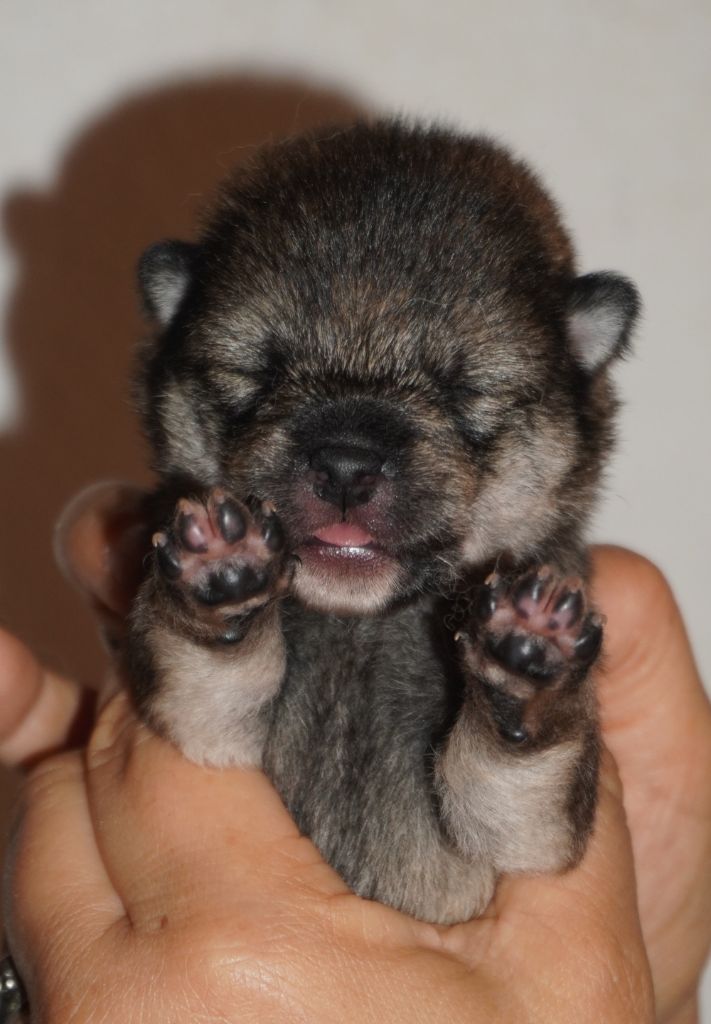 Go Aokigahara Jukaisou - Chiots disponibles - Shiba