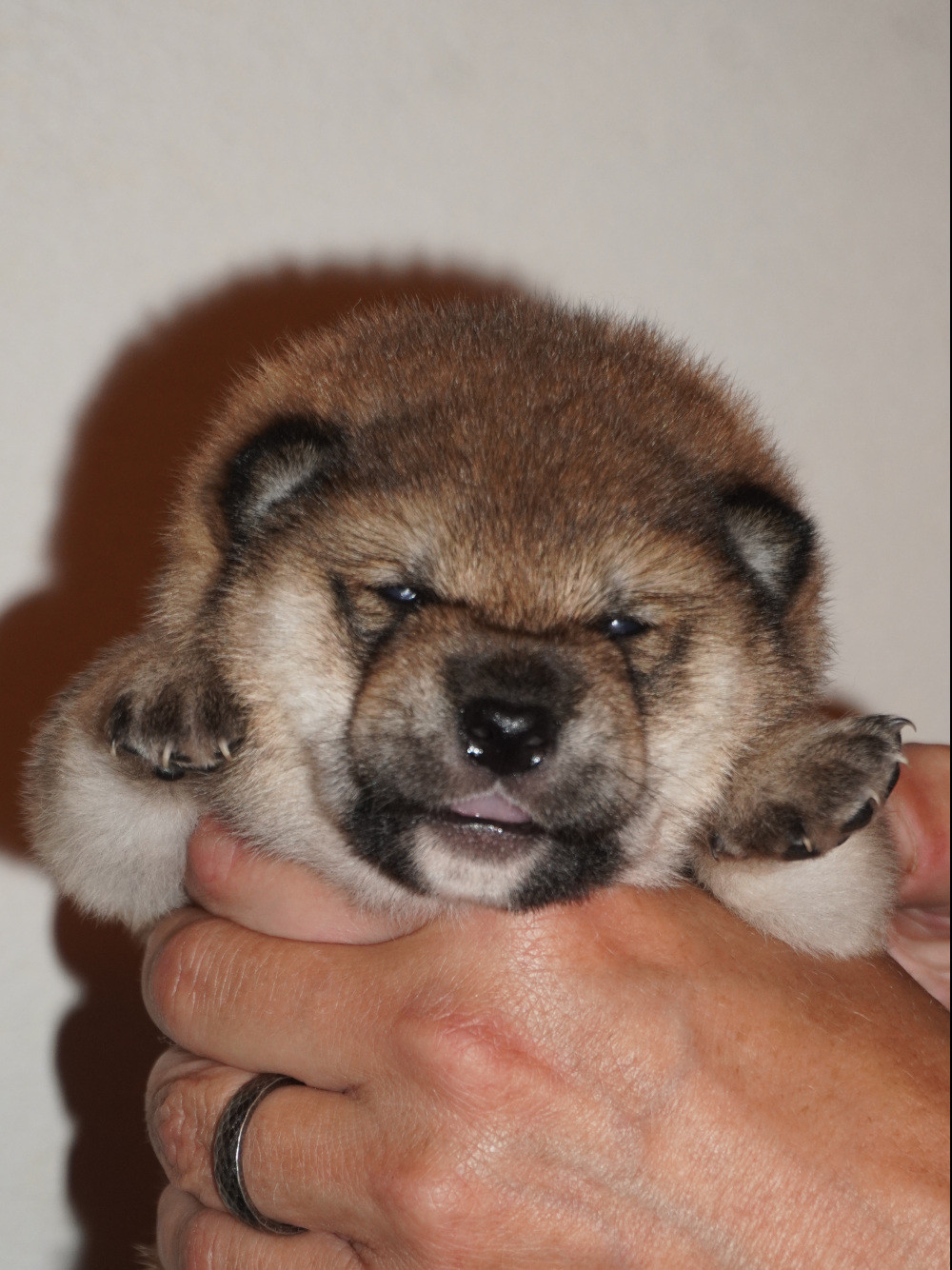 Go Aokigahara Jukaisou - Chiots disponibles - Shiba