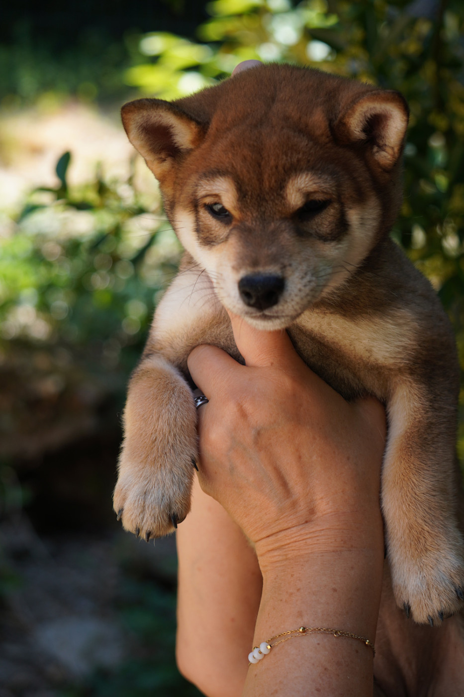 Go Aokigahara Jukaisou - Chiots disponibles - Shiba