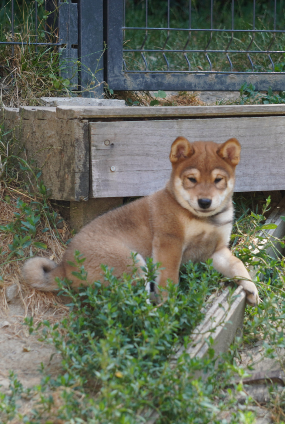 Go Aokigahara Jukaisou - Chiots disponibles - Shiba