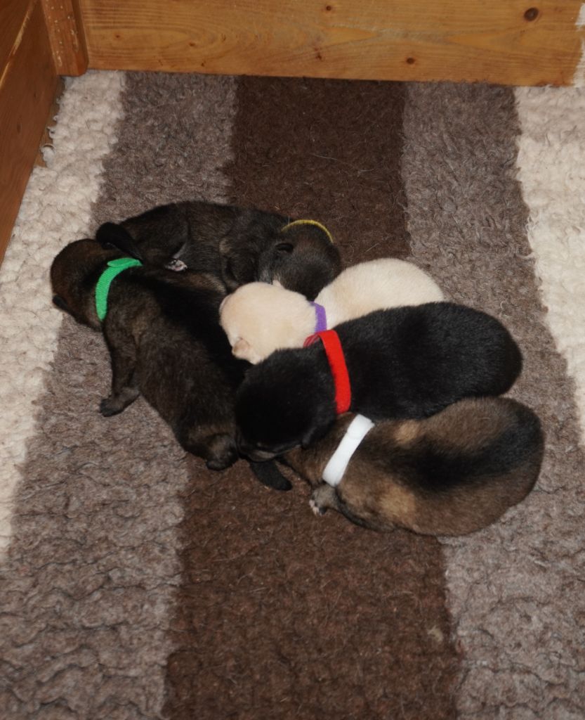 Chiot Shiba Go Aokigahara Jukaisou