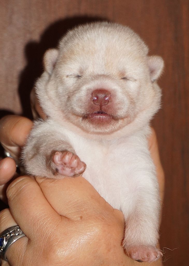 Go Aokigahara Jukaisou - Chiots disponibles - Shiba