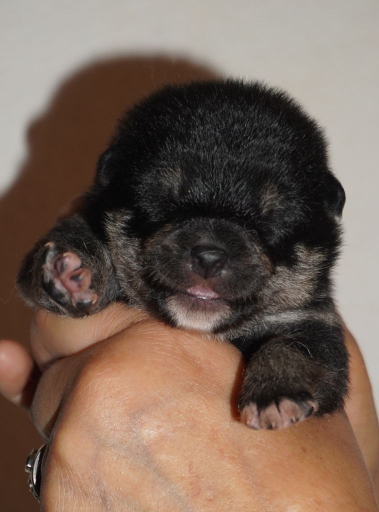 Go Aokigahara Jukaisou - Chiots disponibles - Shiba