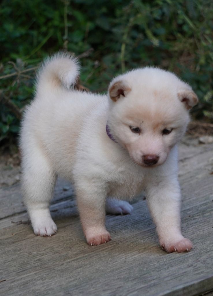 Go Aokigahara Jukaisou - Chiots disponibles - Shiba