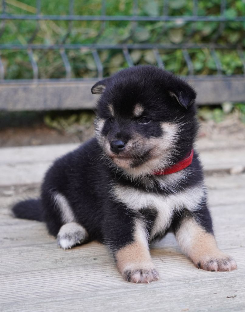Go Aokigahara Jukaisou - Chiots disponibles - Shiba