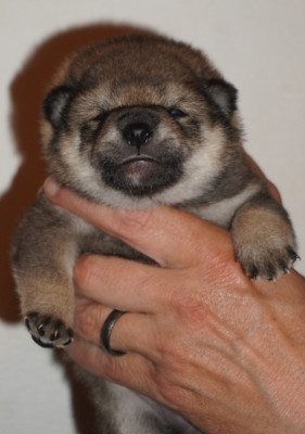 CHIOT 1