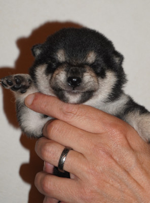 CHIOT 2