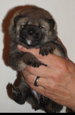 CHIOT 3