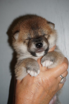 CHIOT 1