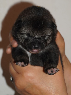 CHIOT