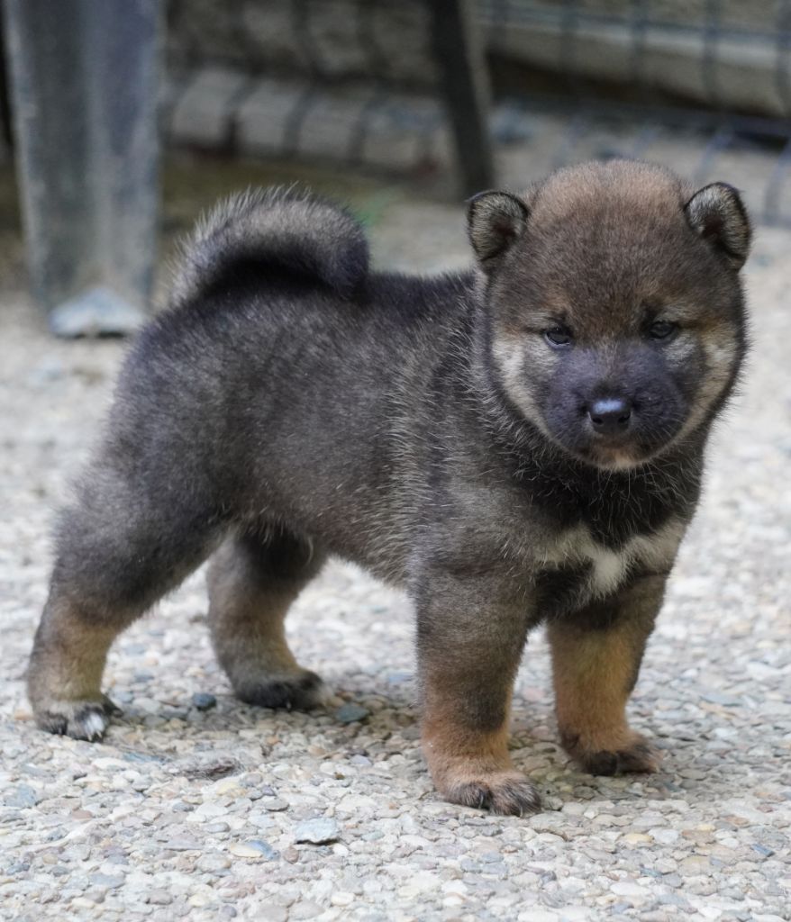 Go Aokigahara Jukaisou - Chiots disponibles - Shiba