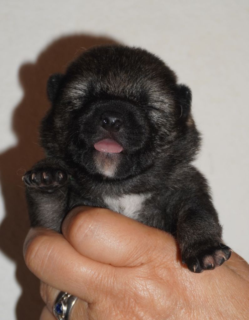 Go Aokigahara Jukaisou - Chiots disponibles - Shiba