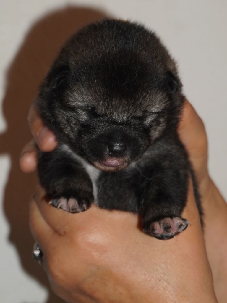 Go Aokigahara Jukaisou - Chiots disponibles - Shiba